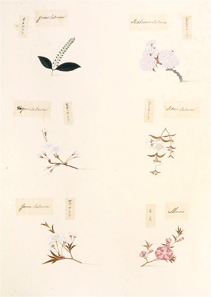 Naturalis Biodiversity Center - RMNH.ART.362-Prunus persica-Prunus pendula-Prunus jamasakura-Prunus subhirtella-Prunus buergeriana-Prunus leveilleana-Kawahara Keiga-1823-1829-Siebold Collection-pencil drawing-water colour