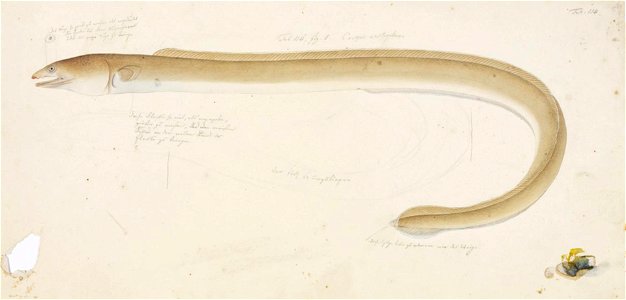 Naturalis Biodiversity Center - RMNH.ART.33 - Ophichthus urolophus (Temminck and Schlegel) - Kawahara Keiga - 1823 - 1829 - Siebold Collection - pencil drawing - water colour