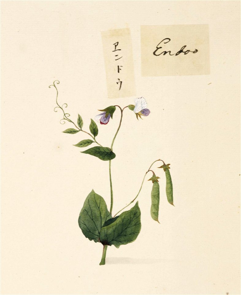 Naturalis Biodiversity Center - RMNH.ART.658 - Pisum sativum L. - Kawahara Keiga - 1823 - 1829 - Siebold Collection - pencil drawing - water colour