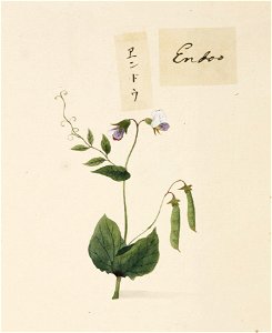 Naturalis Biodiversity Center - RMNH.ART.658 - Pisum sativum L. - Kawahara Keiga - 1823 - 1829 - Siebold Collection - pencil drawing - water colour