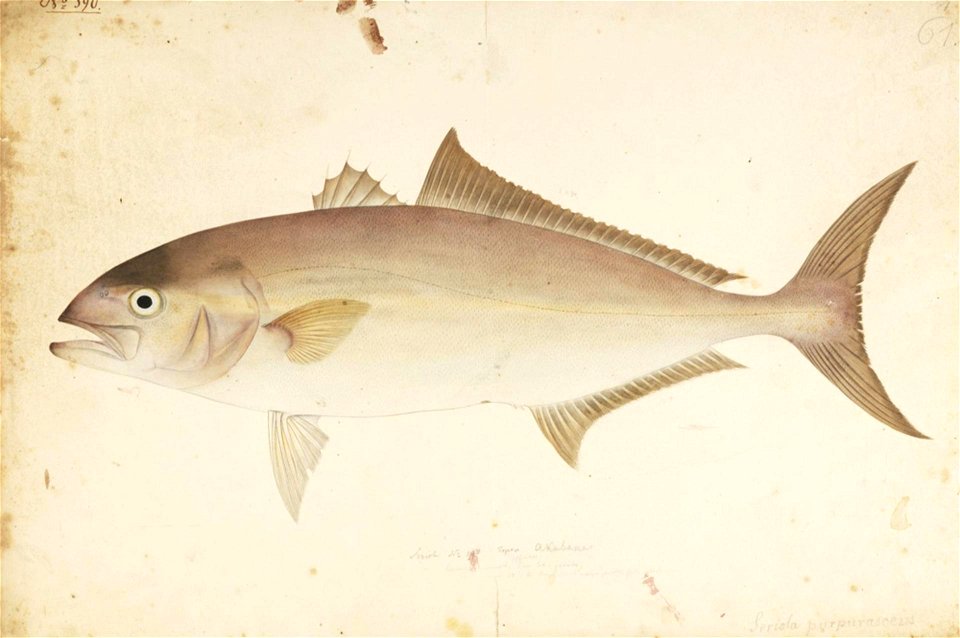 Naturalis Biodiversity Center - RMNH.ART.588 - Seriola purpurascens Temminck and Schlegel - Kawahara Keiga - 1823 - 1829 - Siebold Collection - pencil drawing - water colour
