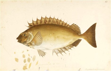 Naturalis Biodiversity Center - RMNH.ART.661 - Siganus fuscescens (Houttuyn) - Kawahara Keiga - 1823 - 1829 - Siebold Collection - pencil drawing - water colour. Free illustration for personal and commercial use.