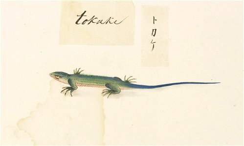 Naturalis Biodiversity Center - RMNH.ART.599 - Plestiodon japonicus - Kawahara Keiga - 1823 - 1829 - Siebold Collection - pencil drawing - water colour