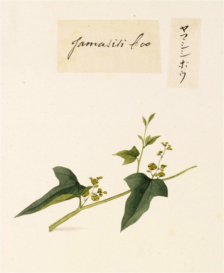 Naturalis Biodiversity Center - RMNH.ART.665 - Unidentified plant - Kawahara Keiga - 1823 - 1829 - Siebold Collection - pencil drawing - water colour