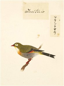 Naturalis Biodiversity Center - RMNH.ART.426 - Leiothrix lutea - Kawahara Keiga - 1823 - 1829 - Siebold Collection - pencil drawing - water colour