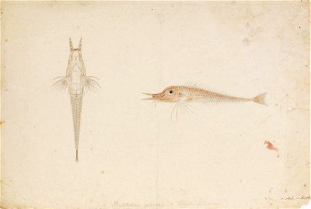 Naturalis Biodiversity Center - RMNH.ART.210 - Peristedion orientale - Peristedion orientale - Kawahara Keiga - 1823 - 1829 - Siebold Collection - pencil drawing - water colour