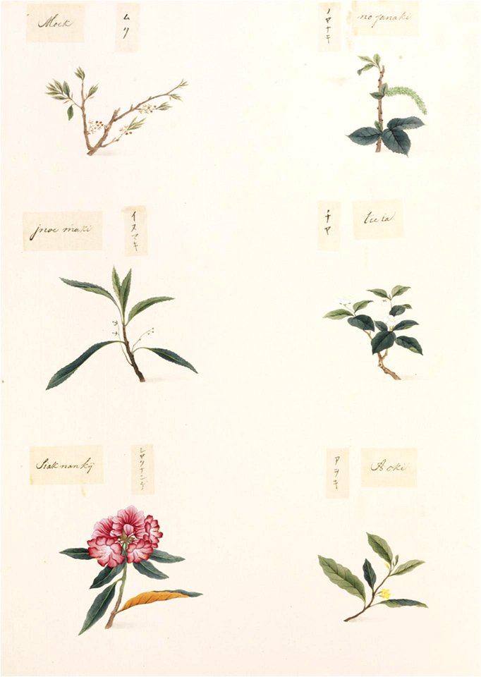 Naturalis Biodiversity Center - RMNH.ART.356-Rhododendron metternichii-Camellia sinensis-Podocarpus macrophyllus-Aucuba japonica-Aphananthe aspera-Kawahara Keiga-1823-1829-Siebold Collection-pencil drawing-water colour