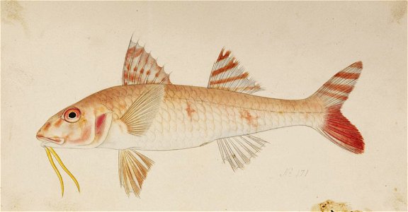 Naturalis Biodiversity Center - RMNH.ART.218 - Upeneus bensasi (Temminck and Schlegel) - Kawahara Keiga - 1823 - 1829 - Siebold Collection - pencil drawing - water colour