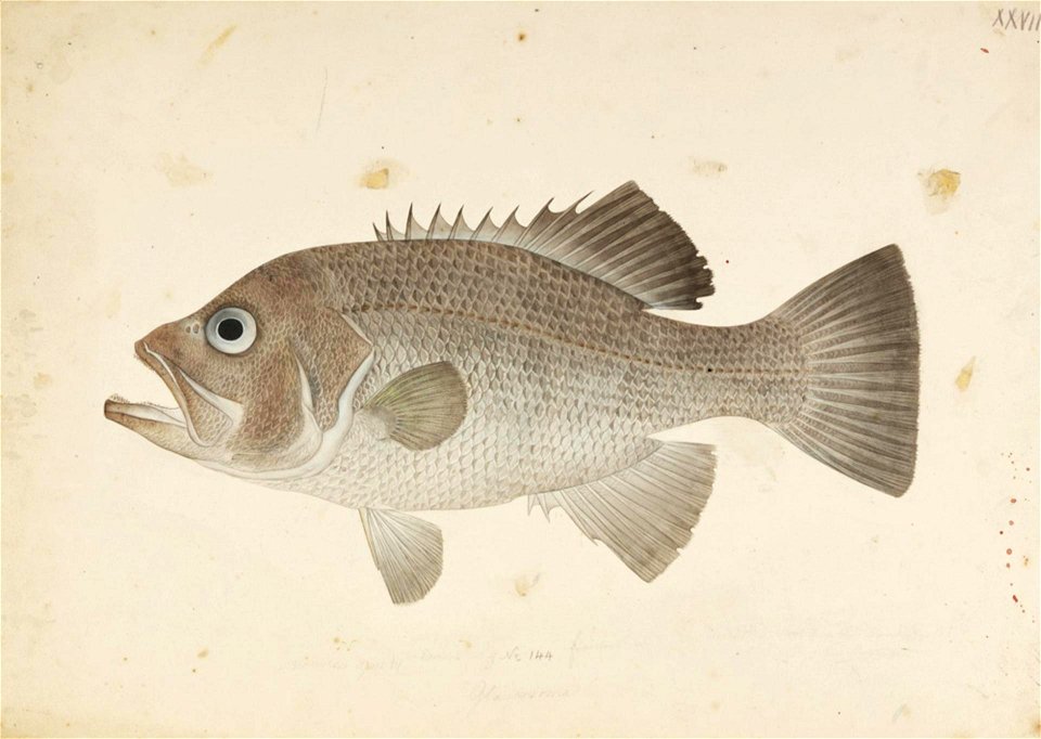 Naturalis Biodiversity Center - RMNH.ART.363 - Glaucosoma hebraicum Richardson - Kawahara Keiga - 1823 - 1829 - Siebold Collection - pencil drawing - water colour
