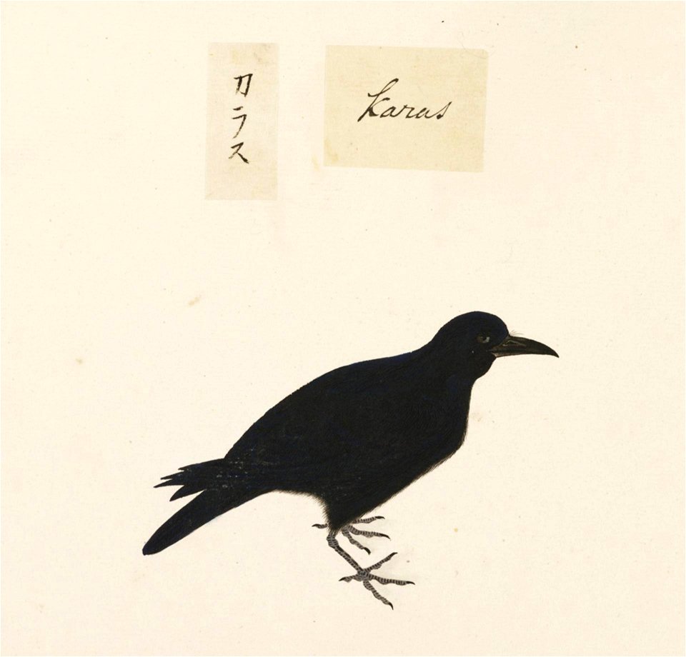 Naturalis Biodiversity Center - RMNH.ART.450 - Corvus macrorhynchos - Kawahara Keiga - 1823 - 1829 - Siebold Collection - pencil drawing - water colour
