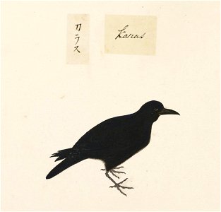 Naturalis Biodiversity Center - RMNH.ART.450 - Corvus macrorhynchos - Kawahara Keiga - 1823 - 1829 - Siebold Collection - pencil drawing - water colour