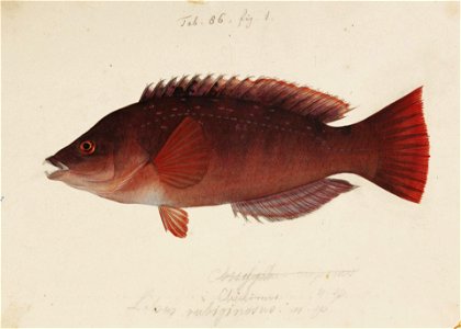 Naturalis Biodiversity Center - RMNH.ART.229 - Pseudolabrus japonicus (Houttuyn) - Kawahara Keiga - 1823 - 1829 - Siebold Collection - pencil drawing - water colour. Free illustration for personal and commercial use.
