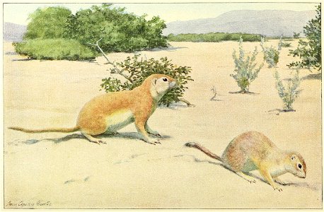 Natural History of the Ground Squirrels of California Pl. 04 - Yuma Round-tailed and Mohave Ground Squirrel. Free illustration for personal and commercial use.
