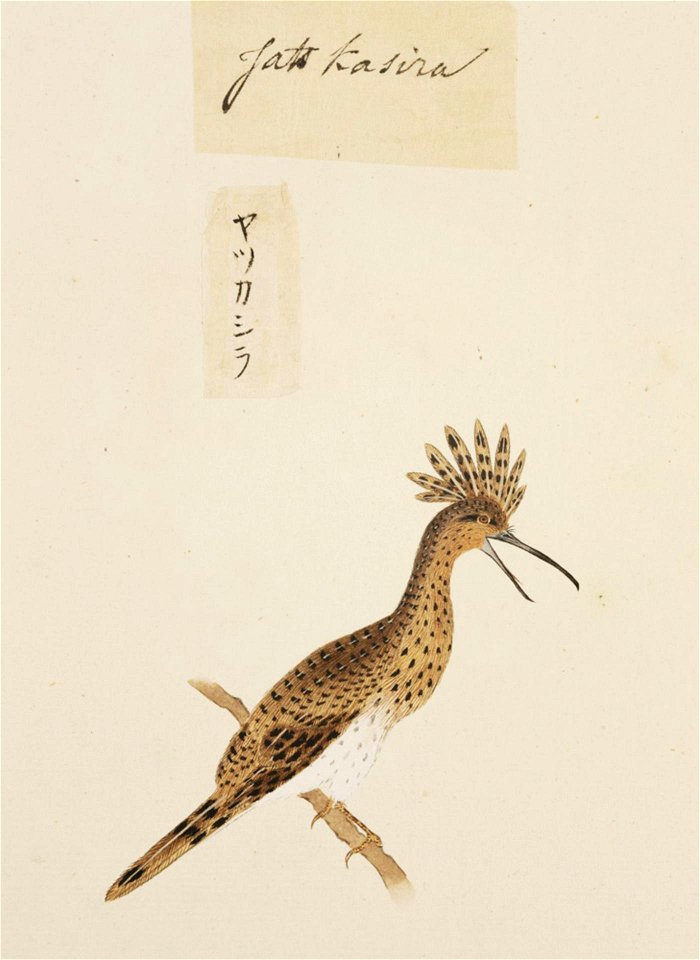Naturalis Biodiversity Center - RMNH.ART.404 - Upupa epops - Kawahara Keiga - 1823 - 1829 - Siebold Collection - pencil drawing - water colour