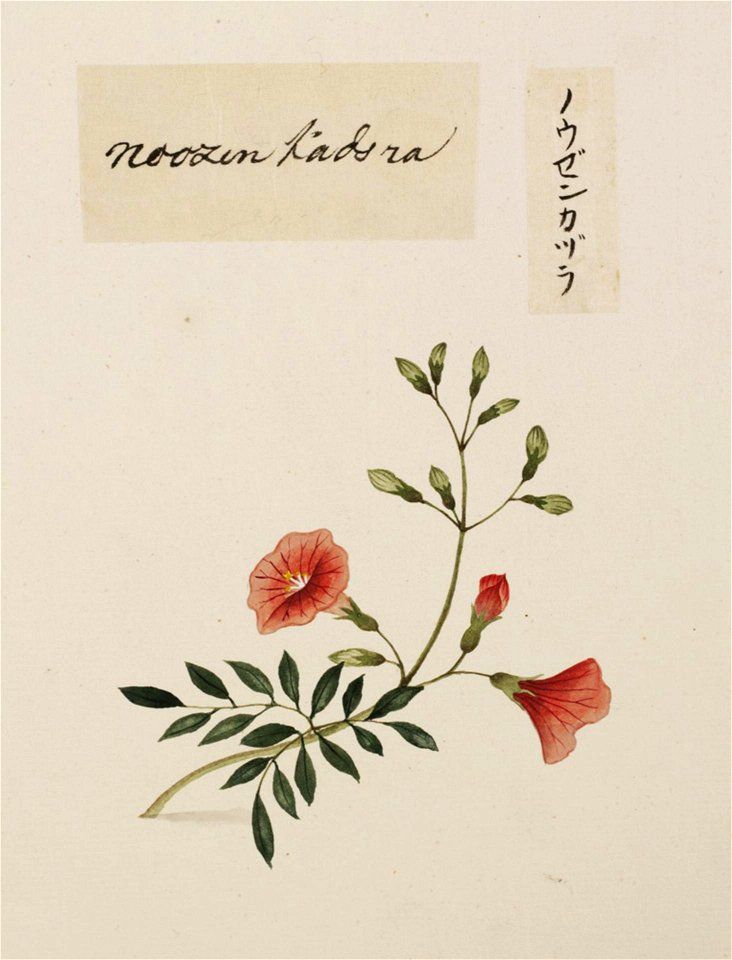 Naturalis Biodiversity Center - RMNH.ART.670 - Campsis grandiflora - Kawahara Keiga - 1823 - 1829 - Siebold Collection - pencil drawing - water colour
