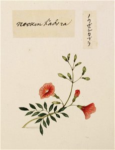 Naturalis Biodiversity Center - RMNH.ART.670 - Campsis grandiflora - Kawahara Keiga - 1823 - 1829 - Siebold Collection - pencil drawing - water colour