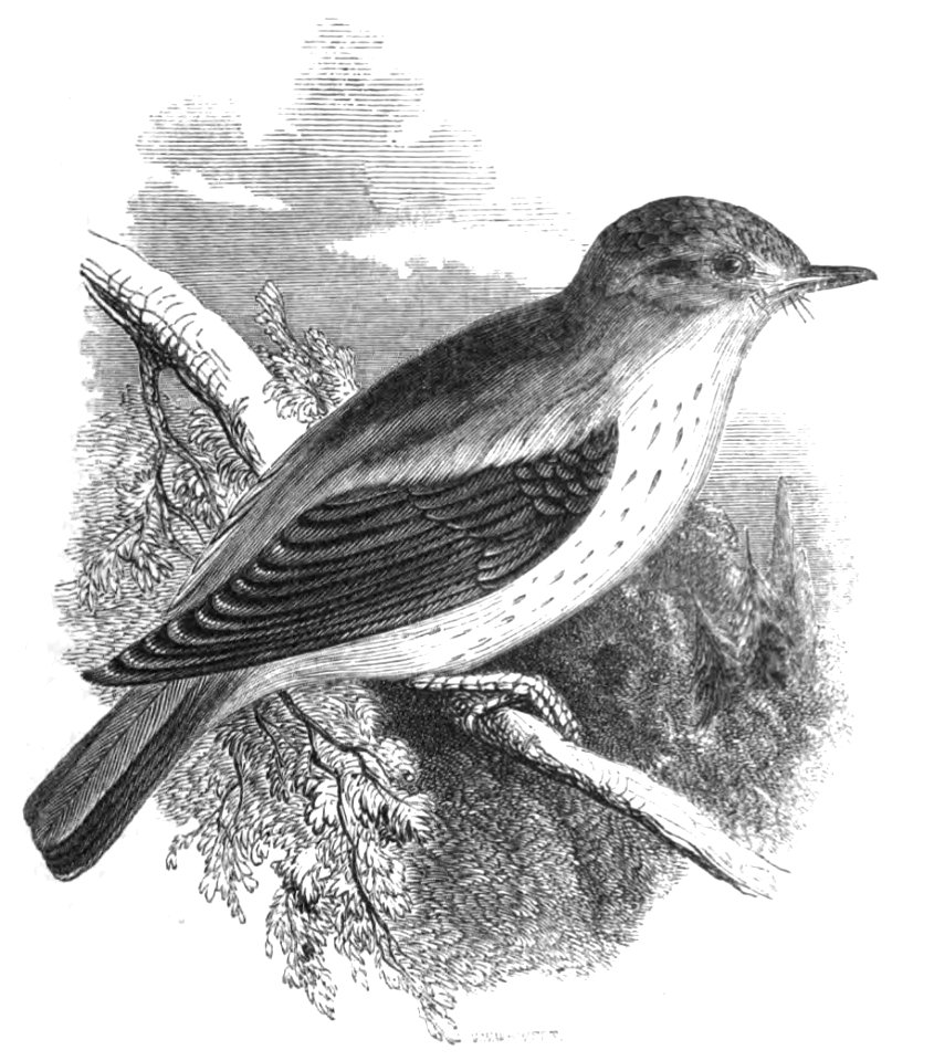 Natural History, Birds - Flycatcher