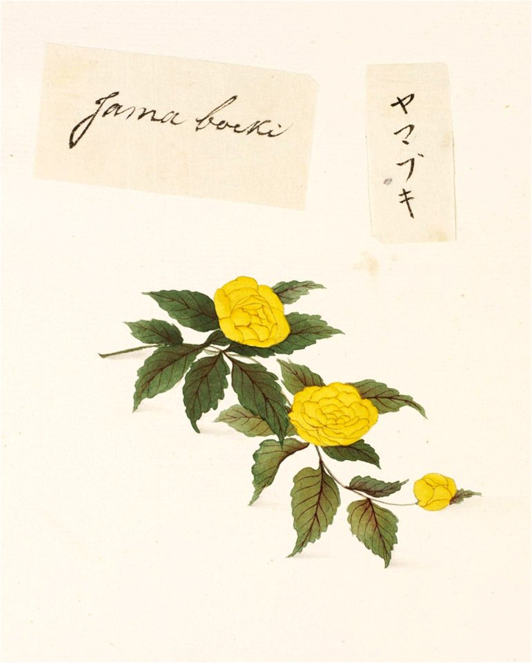 Naturalis Biodiversity Center - RMNH.ART.681 - Kerria japonica - Kawahara Keiga - 1823 - 1829 - Siebold Collection - pencil drawing - water colour
