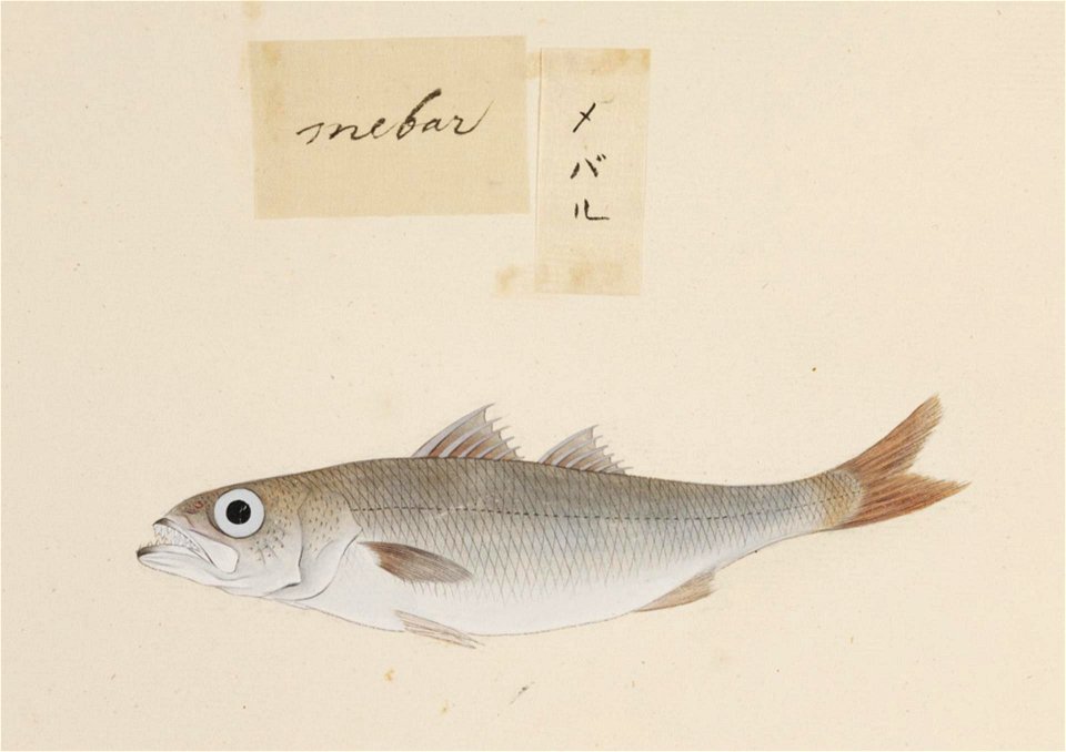 Naturalis Biodiversity Center - RMNH.ART.520 - Scombrops boops - Kawahara Keiga - 1823 - 1829 - Siebold Collection - pencil drawing - water colour