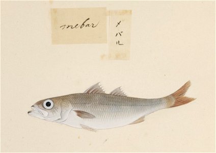 Naturalis Biodiversity Center - RMNH.ART.520 - Scombrops boops - Kawahara Keiga - 1823 - 1829 - Siebold Collection - pencil drawing - water colour
