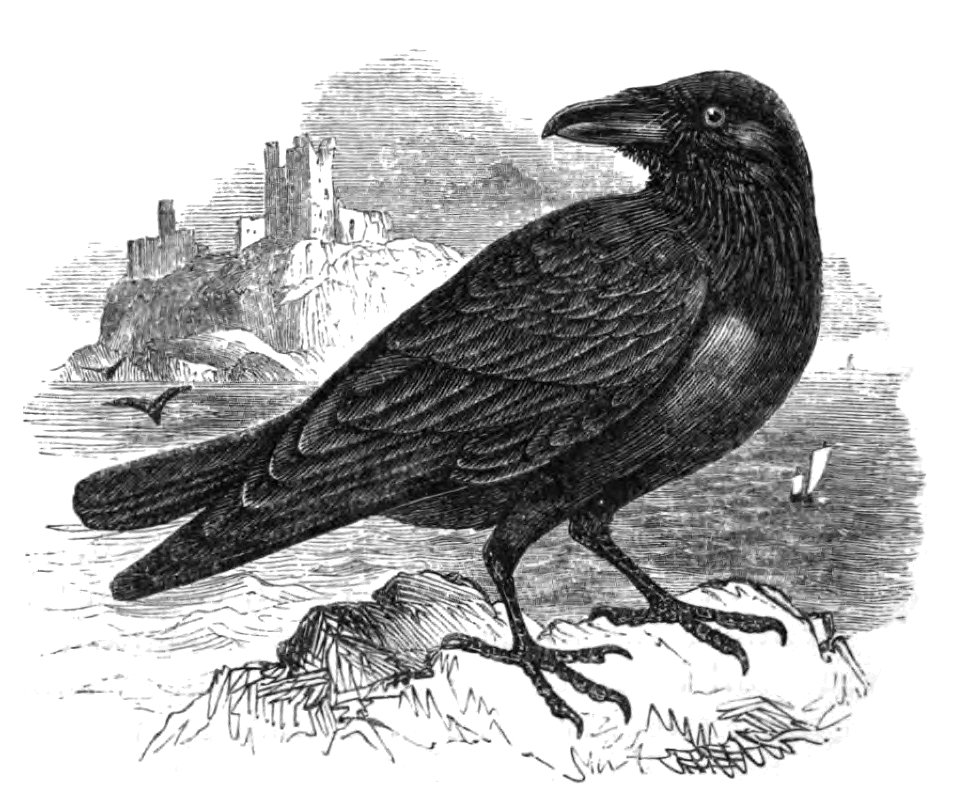 Natural History, Birds - Raven