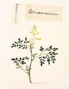 Naturalis Biodiversity Center - RMNH.ART.692 - Unidentified plant - Kawahara Keiga - 1823 - 1829 - Siebold Collection - pencil drawing - water colour