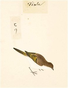 Naturalis Biodiversity Center - RMNH.ART.416 - Kawahara Keiga - 1823 - 1829 - Siebold Collection - pencil drawing - water colour