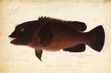 Naturalis Biodiversity Center - RMNH.ART.199 - Semicossyphus reticulatus (Valenciennes) - Kawahara Keiga - 1823 - 1829 - Siebold Collection - pencil drawing - water colour