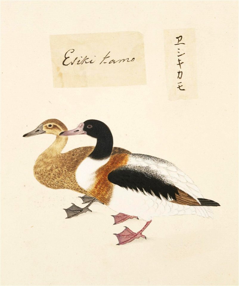 Naturalis Biodiversity Center - RMNH.ART.431 - Tadorna tadorna - Kawahara Keiga - 1823 - 1829 - Siebold Collection - pencil drawing - water colour
