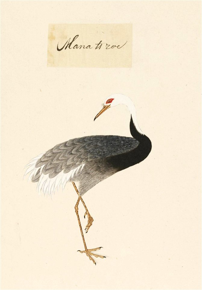 Naturalis Biodiversity Center - RMNH.ART.458 - Grus vipio - Kawahara Keiga - 1823 - 1829 - Siebold Collection - pencil drawing - water colour