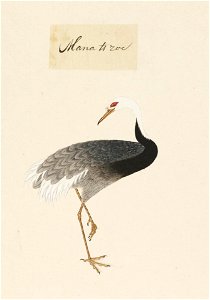 Naturalis Biodiversity Center - RMNH.ART.458 - Grus vipio - Kawahara Keiga - 1823 - 1829 - Siebold Collection - pencil drawing - water colour