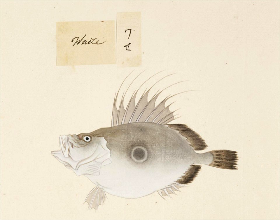 Naturalis Biodiversity Center - RMNH.ART.507 - Zenopsis nebulosa - Kawahara Keiga - 1823 - 1829 - Siebold Collection - pencil drawing - water colour