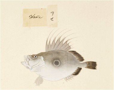 Naturalis Biodiversity Center - RMNH.ART.507 - Zenopsis nebulosa - Kawahara Keiga - 1823 - 1829 - Siebold Collection - pencil drawing - water colour