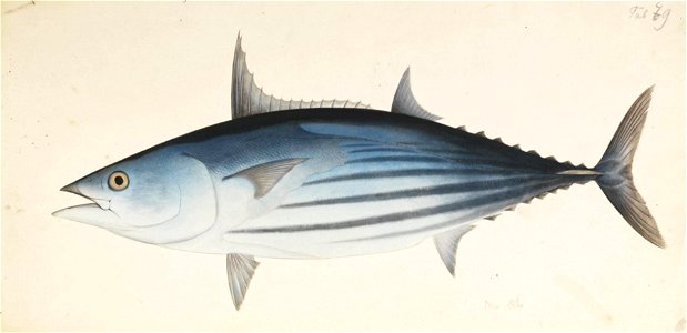 Naturalis Biodiversity Center - RMNH.ART.563 - Katsuwonus pelamis (Linnaeus) - Kawahara Keiga - 1823 - 1829 - Siebold Collection - pencil drawing - water colour