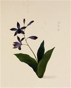 Naturalis Biodiversity Center - RMNH.ART.774 - Bletilla striata - Kawahara Keiga - 1823 - 1829 - Siebold Collection - pencil drawing - water colour