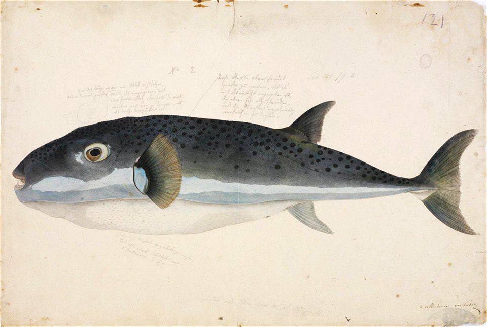 Naturalis Biodiversity Center - RMNH.ART.41 - Lagocephalus sceleratus (Gmelin) - Kawahara Keiga - 1823 - 1829 - Siebold Collection - pencil drawing - water colour
