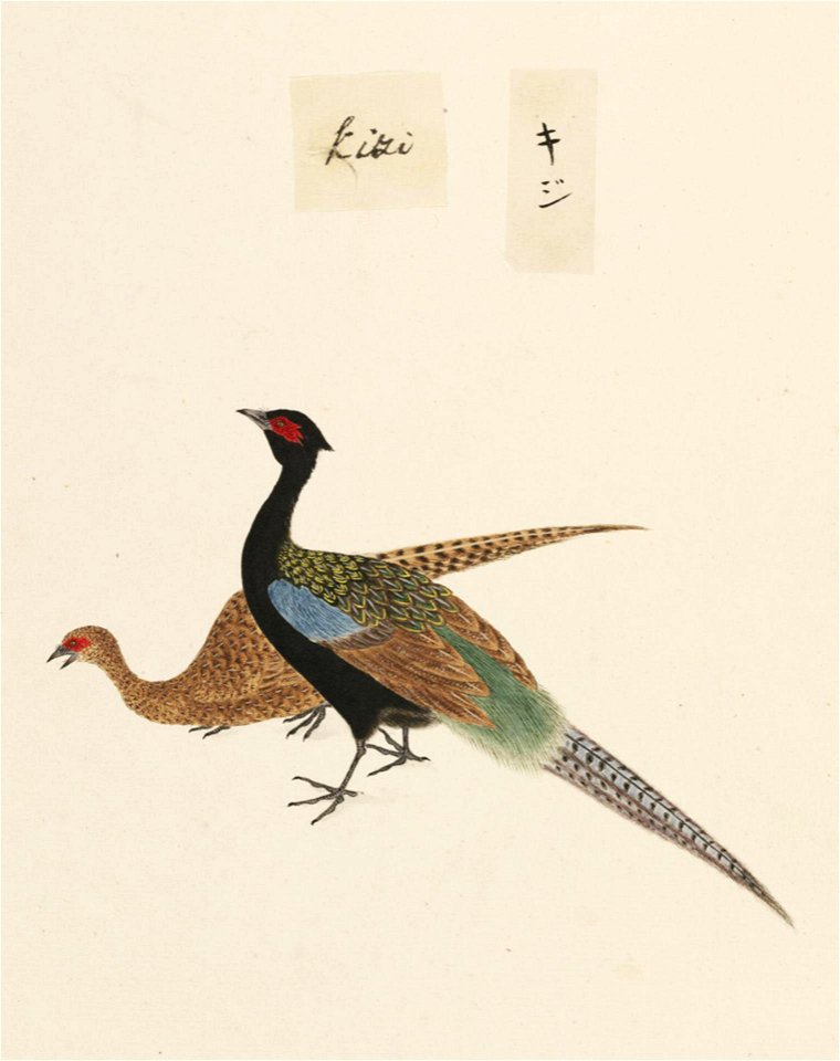 Naturalis Biodiversity Center - RMNH.ART.445 - Phasianus versicolor - Kawahara Keiga - 1823 - 1829 - Siebold Collection - pencil drawing - water colour