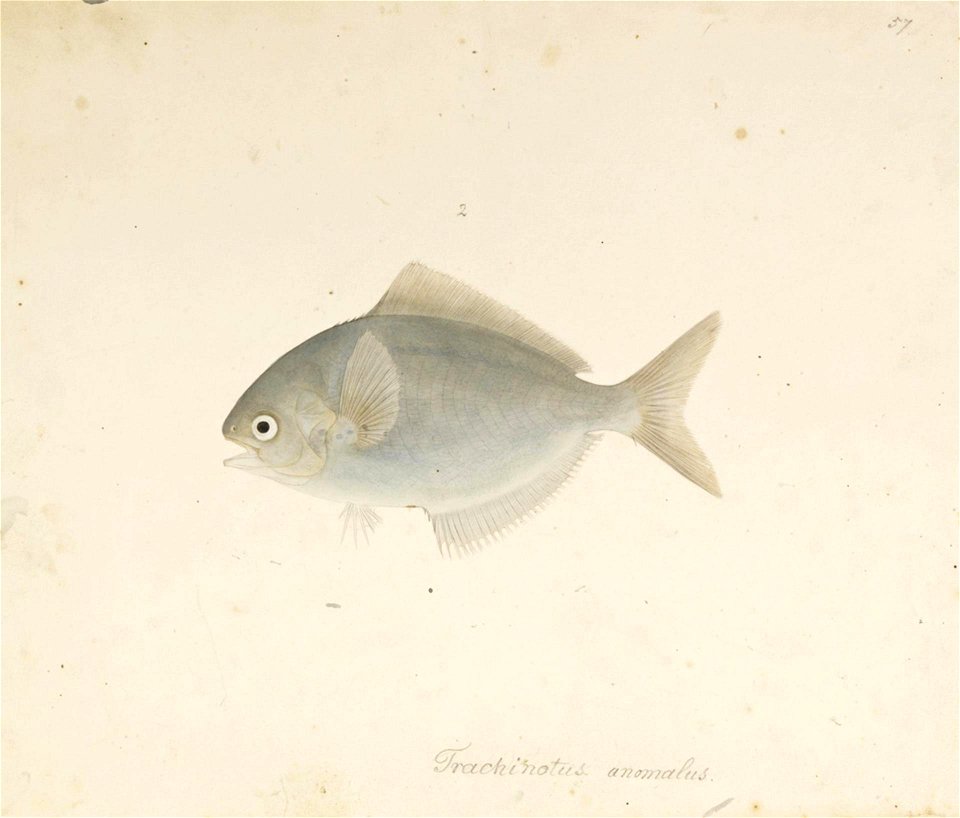 Naturalis Biodiversity Center - RMNH.ART.570 - Psenopsis anomala (Temminck and Schlegel) - Kawahara Keiga - 1823 - 1829 - Siebold Collection - pencil drawing - water colour