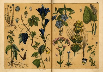Naturgeschichte des Pflanzenreichs, Eßlingen 1870 - Tafel 013
