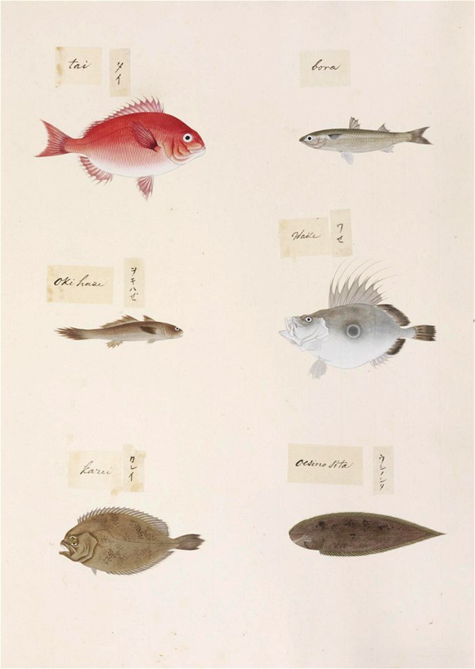 Naturalis Biodiversity Center - RMNH.ART.317-Paralichthys olivaceus-Cynoglossus joyneri-Zenopsis nebulosa-Pagrus cf. major-Mugil cephalus-indet.-Kawahara Keiga-1823-1829-Siebold Collection-pencil drawing-water colour