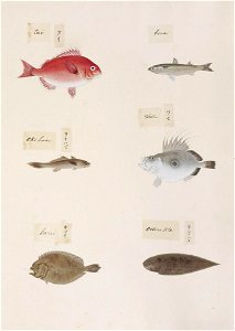 Naturalis Biodiversity Center - RMNH.ART.317-Paralichthys olivaceus-Cynoglossus joyneri-Zenopsis nebulosa-Pagrus cf. major-Mugil cephalus-indet.-Kawahara Keiga-1823-1829-Siebold Collection-pencil drawing-water colour