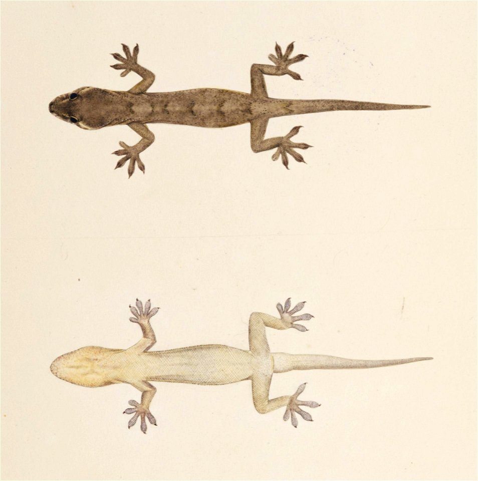 Naturalis Biodiversity Center - RMNH.ART.273 - Gekko japonicus - Kawahara Keiga - 1823 - 1829 - Siebold Collection - pencil drawing - water colour