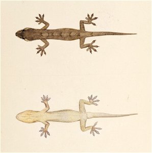 Naturalis Biodiversity Center - RMNH.ART.273 - Gekko japonicus - Kawahara Keiga - 1823 - 1829 - Siebold Collection - pencil drawing - water colour