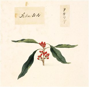 Naturalis Biodiversity Center - RMNH.ART.817 - Sapindus mukorossi - Kawahara Keiga - 1823 - 1829 - Siebold Collection - pencil drawing - water colour