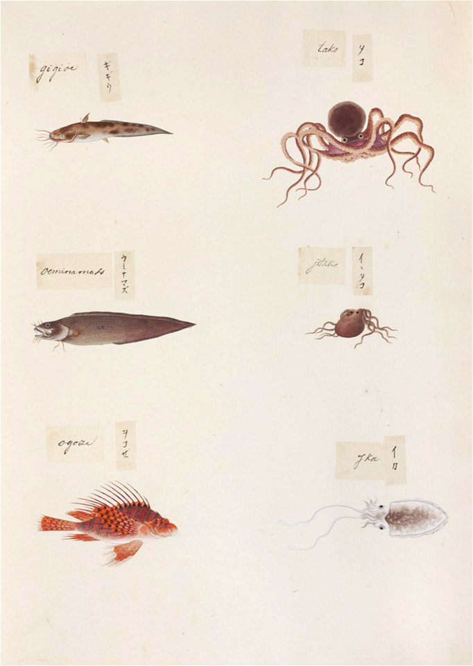 Naturalis Biodiversity Center - RMNH.ART.324 - Pterois lunulata - Brotula multibarbata - Plotosus lineatus - Octopus sp. - Octopus vulgaris - Sepia sp. - Kawahara Keiga - 1823-1829 - Siebold Collection - pencil drawing - water colour