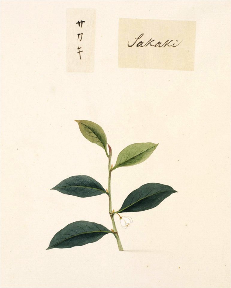 Naturalis Biodiversity Center - RMNH.ART.796 - Cleyera japonica - Kawahara Keiga - 1823 - 1829 - Siebold Collection - pencil drawing - water colour