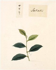 Naturalis Biodiversity Center - RMNH.ART.796 - Cleyera japonica - Kawahara Keiga - 1823 - 1829 - Siebold Collection - pencil drawing - water colour. Free illustration for personal and commercial use.