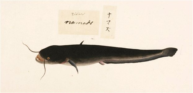 Naturalis Biodiversity Center - RMNH.ART.463 - Silurus asotus (Linnaeus) - Kawahara Keiga - 1823 - 1829 - Siebold Collection - pencil drawing - water colour