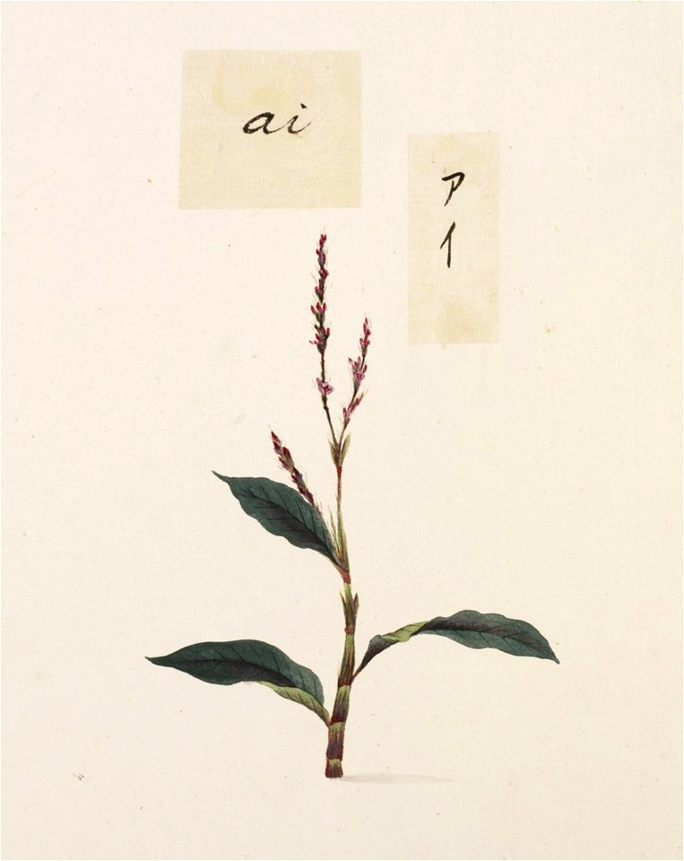Naturalis Biodiversity Center - RMNH.ART.749 - Polygonum tinctorium - Kawahara Keiga - 1823 - 1829 - Siebold Collection - pencil drawing - water colour
