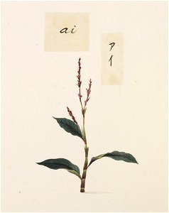 Naturalis Biodiversity Center - RMNH.ART.749 - Polygonum tinctorium - Kawahara Keiga - 1823 - 1829 - Siebold Collection - pencil drawing - water colour